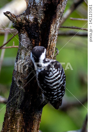 Beautiful bird in Asian, It is a kind of bird found in Thailand. 142123161