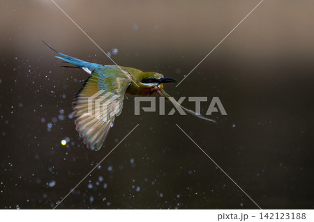 Beautiful bird in Asian, It is a kind of bird found in Thailand. Beautiful bird in Asian, It is a kind of bird found in Thailand. 142123188