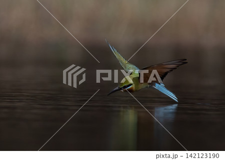 Beautiful bird in Asian, It is a kind of bird found in Thailand. Beautiful bird in Asian, It is a kind of bird found in Thailand. 142123190