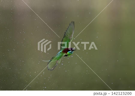 Beautiful bird in Asian, It is a kind of bird found in Thailand. Beautiful bird in Asian, It is a kind of bird found in Thailand. 142123200