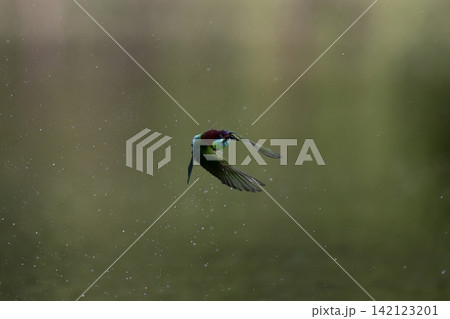 Beautiful bird in Asian, It is a kind of bird found in Thailand. Beautiful bird in Asian, It is a kind of bird found in Thailand. 142123201