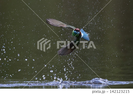 Beautiful bird in Asian, It is a kind of bird found in Thailand. Beautiful bird in Asian, It is a kind of bird found in Thailand. 142123215