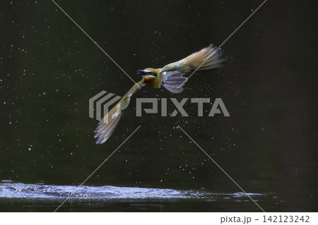 Beautiful bird in Asian, It is a kind of bird found in Thailand. Beautiful bird in Asian, It is a kind of bird found in Thailand. 142123242