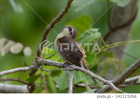 Beautiful bird in Asian, It is a kind of bird found in Thailand. Beautiful bird in Asian, It is a kind of bird found in Thailand. 142123268