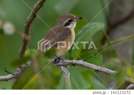 Beautiful bird in Asian, It is a kind of bird found in Thailand. Beautiful bird in Asian, It is a kind of bird found in Thailand. 142123272