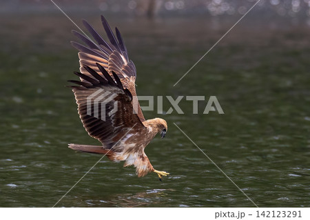 Beautiful bird in Asian, It is a kind of bird found in Thailand. Beautiful bird in Asian, It is a kind of bird found in Thailand. 142123291