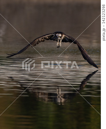 Beautiful bird in Asian, It is a kind of bird found in Thailand. Beautiful bird in Asian, It is a kind of bird found in Thailand. 142123298