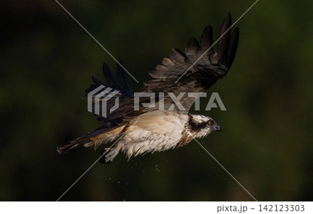 Beautiful bird in Asian, It is a kind of bird found in Thailand. Beautiful bird in Asian, It is a kind of bird found in Thailand. 142123303
