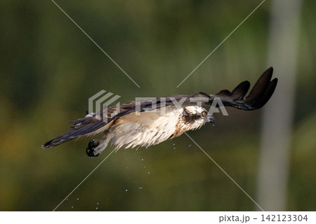 Beautiful bird in Asian, It is a kind of bird found in Thailand. Beautiful bird in Asian, It is a kind of bird found in Thailand. 142123304