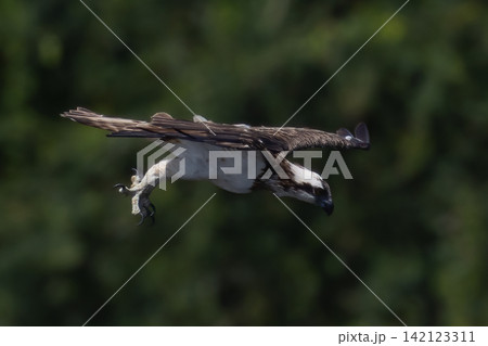 Beautiful bird in Asian, It is a kind of bird found in Thailand. Beautiful bird in Asian, It is a kind of bird found in Thailand. 142123311