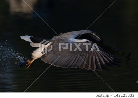 Beautiful bird in Asian, It is a kind of bird found in Thailand. 142123332