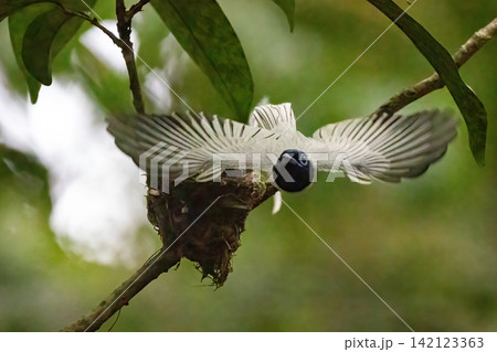 A white morph Asian Paradise Flycatcher (Terpsiphone paradisi) gracefully flies toward its nest containing hungry chicks in a lush tropical forest. This rare wildlife moment captures natural parental A white morph Asian Paradise Flycatcher (Terpsiphone paradisi) gracefully flies toward its nest containing hungry chicks in a lush tropical forest. This rare wildlife moment captures natural parental 142123363
