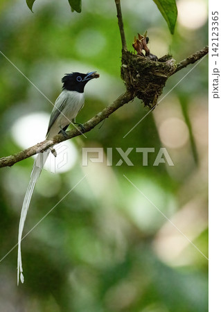 A white morph Asian Paradise Flycatcher (Terpsiphone paradisi) gracefully flies toward its nest containing hungry chicks in a lush tropical forest. This rare wildlife moment captures natural parental A white morph Asian Paradise Flycatcher (Terpsiphone paradisi) gracefully flies toward its nest containing hungry chicks in a lush tropical forest. This rare wildlife moment captures natural parental 142123365