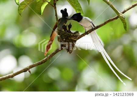A white morph Asian Paradise Flycatcher (Terpsiphone paradisi) gracefully flies toward its nest containing hungry chicks in a lush tropical forest. This rare wildlife moment captures natural parental A white morph Asian Paradise Flycatcher (Terpsiphone paradisi) gracefully flies toward its nest containing hungry chicks in a lush tropical forest. This rare wildlife moment captures natural parental 142123369