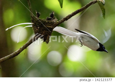 A white morph Asian Paradise Flycatcher (Terpsiphone paradisi) gracefully flies toward its nest containing hungry chicks in a lush tropical forest. This rare wildlife moment captures natural parental A white morph Asian Paradise Flycatcher (Terpsiphone paradisi) gracefully flies toward its nest containing hungry chicks in a lush tropical forest. This rare wildlife moment captures natural parental 142123377