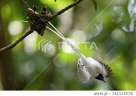 A white morph Asian Paradise Flycatcher (Terpsiphone paradisi) gracefully flies toward its nest containing hungry chicks in a lush tropical forest. This rare wildlife moment captures natural parental A white morph Asian Paradise Flycatcher (Terpsiphone paradisi) gracefully flies toward its nest containing hungry chicks in a lush tropical forest. This rare wildlife moment captures natural parental 142123378