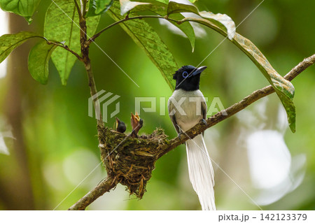 A white morph Asian Paradise Flycatcher (Terpsiphone paradisi) gracefully flies toward its nest containing hungry chicks in a lush tropical forest. This rare wildlife moment captures natural parental A white morph Asian Paradise Flycatcher (Terpsiphone paradisi) gracefully flies toward its nest containing hungry chicks in a lush tropical forest. This rare wildlife moment captures natural parental 142123379