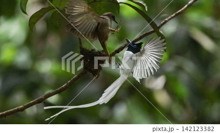 A white morph Asian Paradise Flycatcher (Terpsiphone paradisi) gracefully flies toward its nest containing hungry chicks in a lush tropical forest. This rare wildlife moment captures natural parental A white morph Asian Paradise Flycatcher (Terpsiphone paradisi) gracefully flies toward its nest containing hungry chicks in a lush tropical forest. This rare wildlife moment captures natural parental 142123382