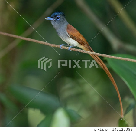 A white morph Asian Paradise Flycatcher (Terpsiphone paradisi) gracefully flies toward its nest containing hungry chicks in a lush tropical forest. This rare wildlife moment captures natural parental A white morph Asian Paradise Flycatcher (Terpsiphone paradisi) gracefully flies toward its nest containing hungry chicks in a lush tropical forest. This rare wildlife moment captures natural parental 142123385