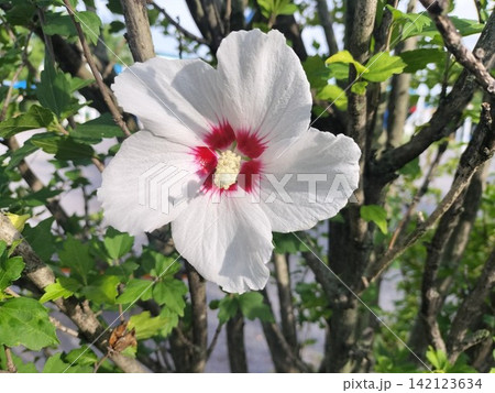 ムクゲ（木槿）の白い花と赤紫色の花芯｜夏に咲く美しい花 142123634