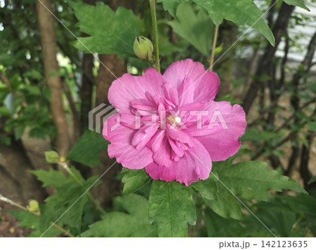 八重咲きムクゲ(木槿)のピンクの花|夏に咲く美しい花とつぼみ 八重咲きムクゲ(木槿)のピンクの花|夏に咲く美しい花とつぼみ 142123635