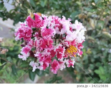 百日紅(サルスベリ)のピンクと白の花|夏に咲くフリル状の花 百日紅(サルスベリ)のピンクと白の花|夏に咲くフリル状の花 142123636