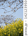 波志江沼　春　桜 142123950