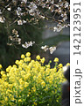 波志江沼　春　桜 142123951