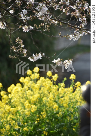 波志江沼　春　桜 142123951
