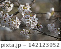 波志江沼　春　桜 142123952
