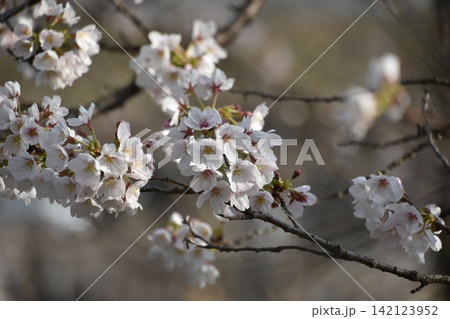 波志江沼　春　桜 142123952