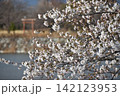 波志江沼　春　桜 142123953