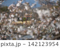 波志江沼　春　桜 142123954
