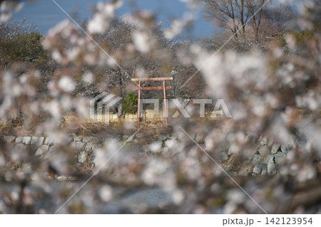 波志江沼　春　桜 142123954