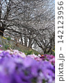 波志江沼　春　桜 142123956