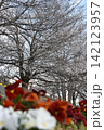 波志江沼　春　桜 142123957