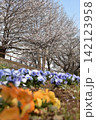 波志江沼　春　桜 142123958