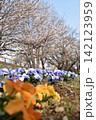 波志江沼　春　桜 142123959