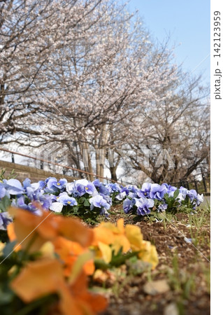 波志江沼　春　桜 142123959