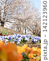 波志江沼　春　桜 142123960