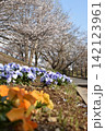 波志江沼　春　桜 142123961