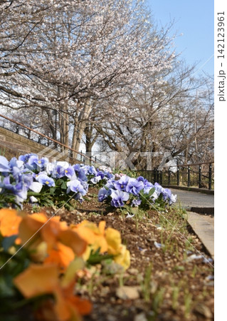 波志江沼　春　桜 142123961
