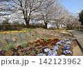波志江沼　春　桜 142123962