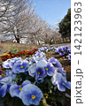波志江沼　春　桜 142123963