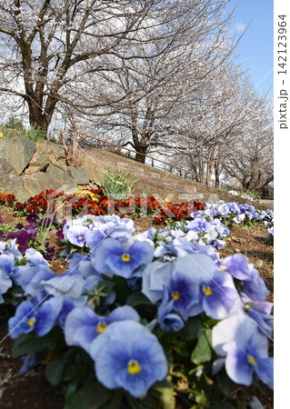 波志江沼　春　桜 142123964