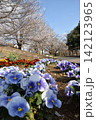 波志江沼　春　桜 142123965