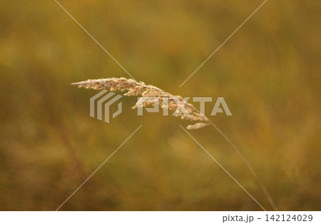 Close-up of a dry reed ear swaying gently in a field with warm golden blurred background during sunset. Concept of wabi-sabi interior texture, xerophytic plant senescence, biophilic earthy design 142124029