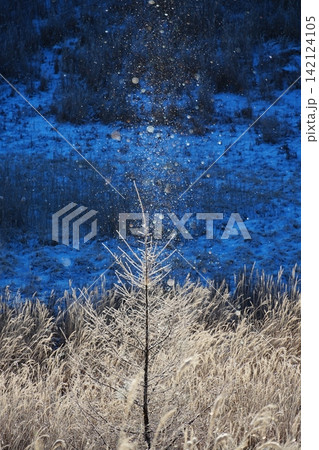 紺碧色の湿原を背景に朝日に輝く霧氷の針葉樹とダイヤモンドダストの景色 Ver2 紺碧色の湿原を背景に朝日に輝く霧氷の針葉樹とダイヤモンドダストの景色 Ver2 142124105