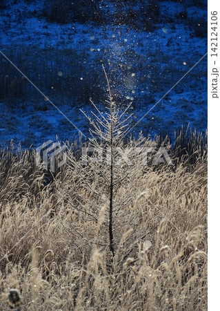 紺碧色の湿原を背景に朝日に輝く霧氷の針葉樹とダイヤモンドダストの景色 Ver3 紺碧色の湿原を背景に朝日に輝く霧氷の針葉樹とダイヤモンドダストの景色 Ver3 142124106