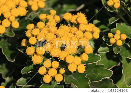 イソギクの花 イソギクの花 142124108